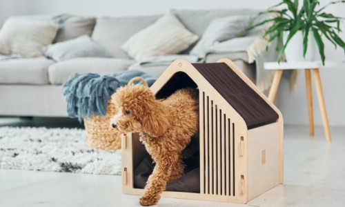 Cute little home for my dog - 777 Charlie